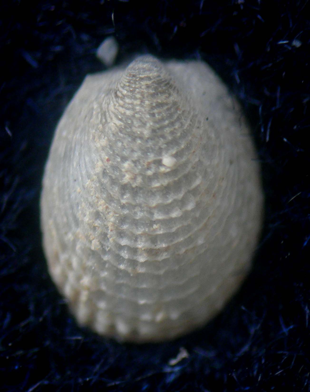 Notolimea crassa